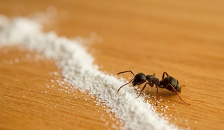 Terre de Diatomée : La protection naturelle contre les insectes rampants