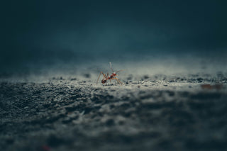 Comment se débarrasser des fourmis à Aix : le guide complet (Ville & Campagne)